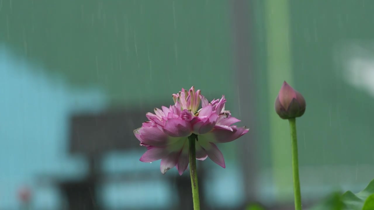 夏天雨中荷花特写视频素材