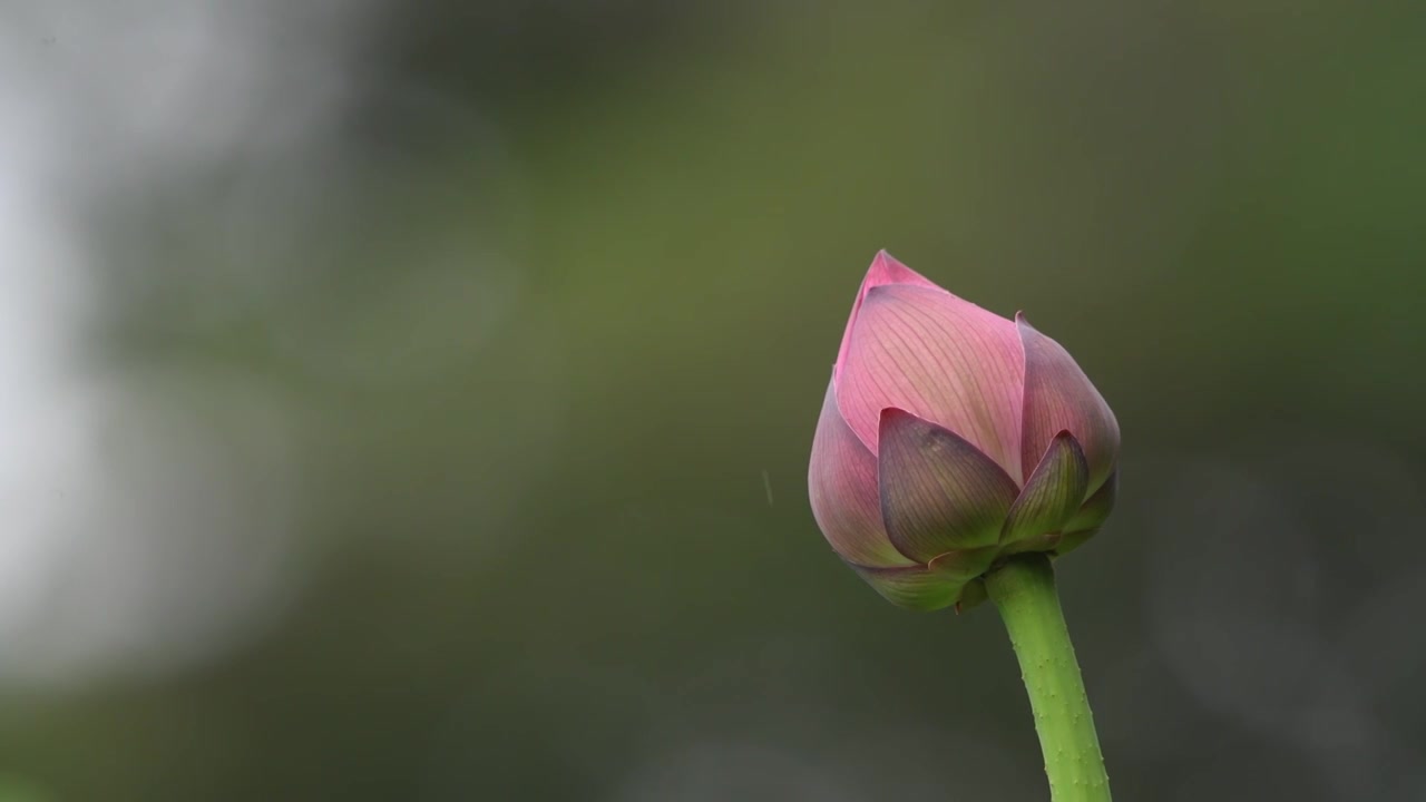 夏天雨中荷花特写视频素材