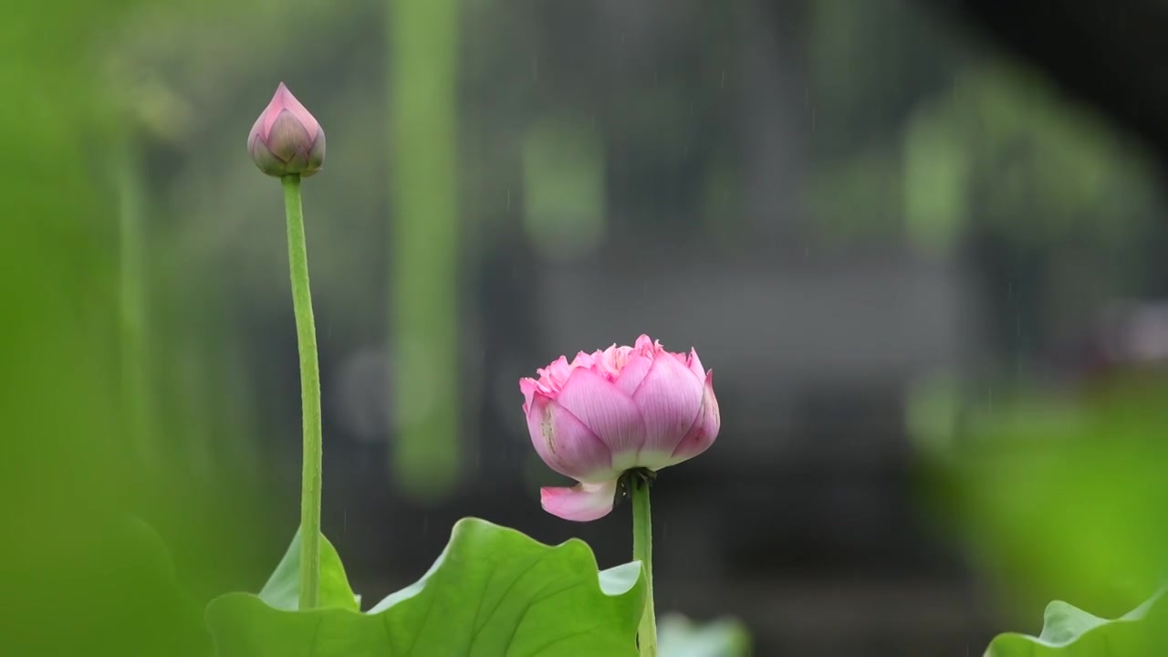 夏天雨中荷花特写视频素材