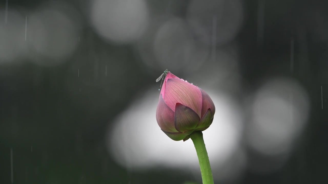 夏天雨中豆娘在荷苞上的特写视频素材