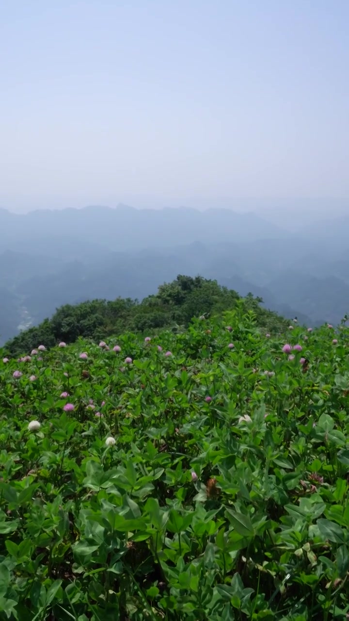 山顶微风风吹草动视频下载