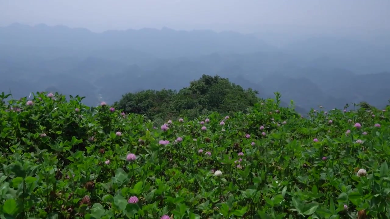 山顶微风风吹草动视频下载