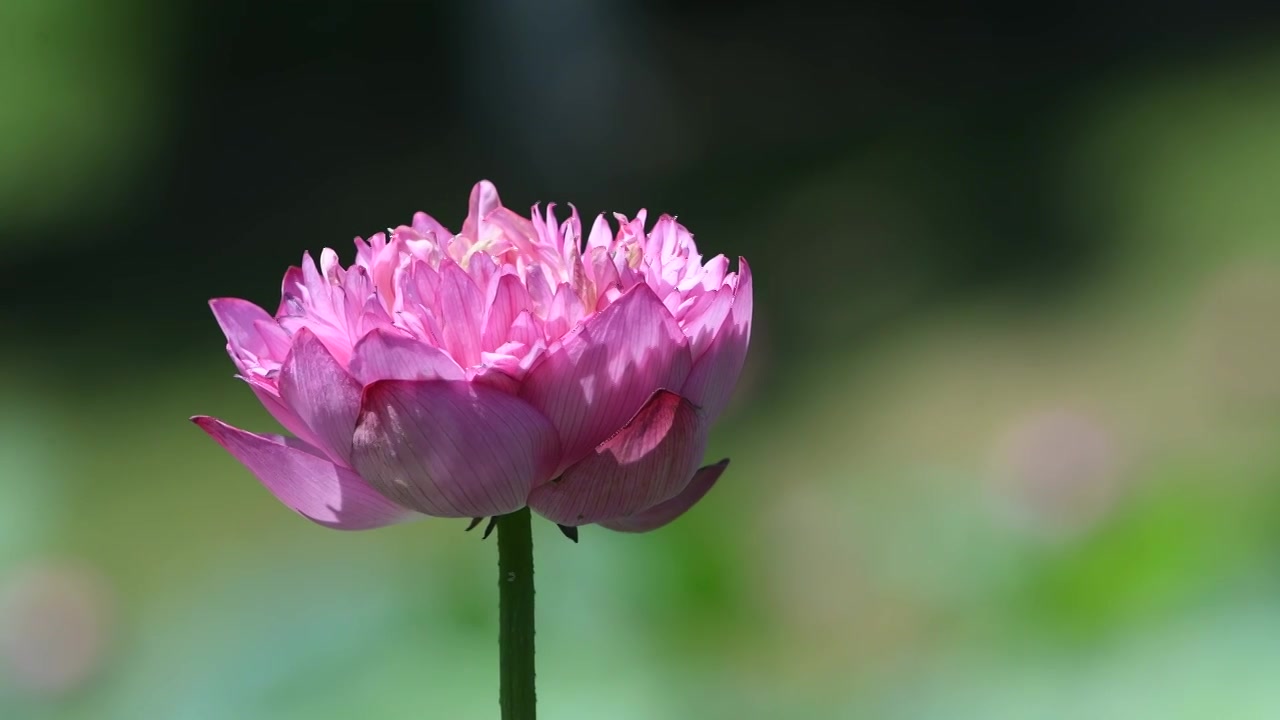 夏季阳光下的荷花特写视频素材