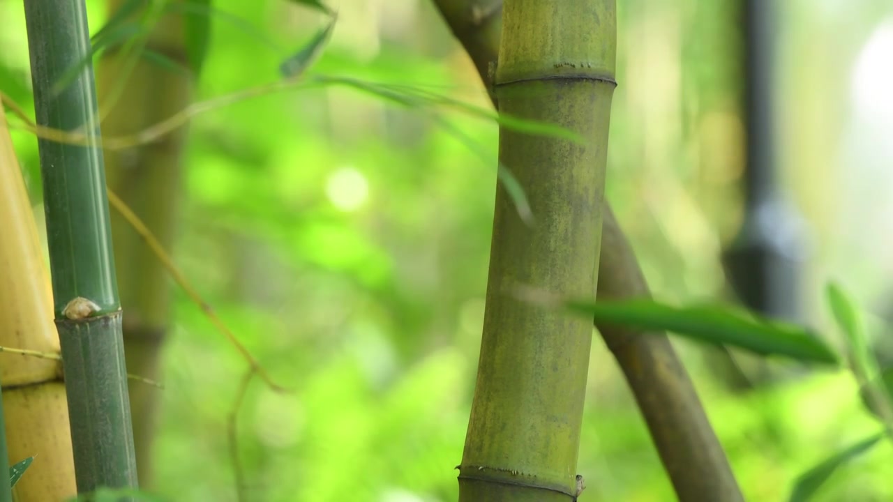 阳光下唯美的竹林竹子视频素材