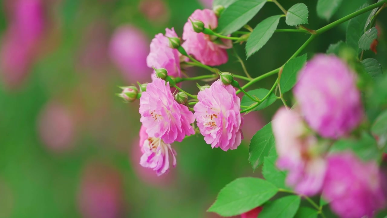 春天盛开的蔷薇花花墙视频素材