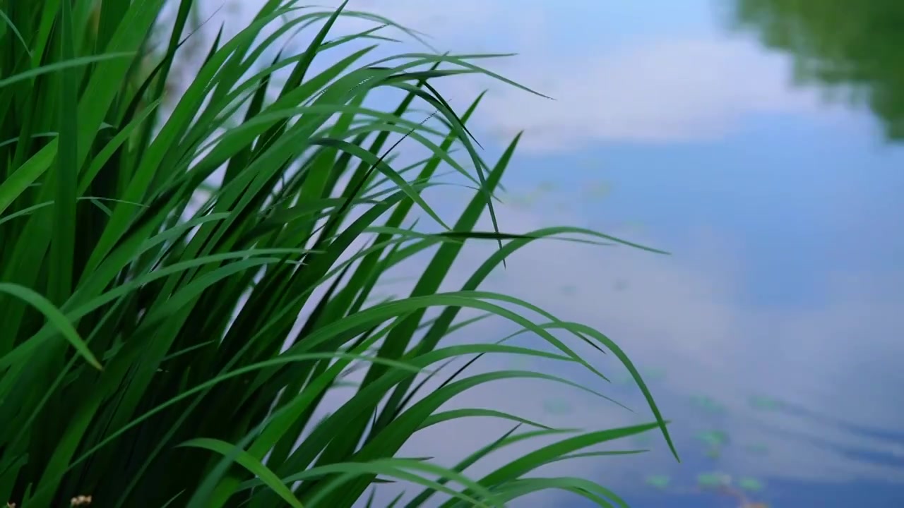 水边随风摇曳的菖蒲绿叶视频素材