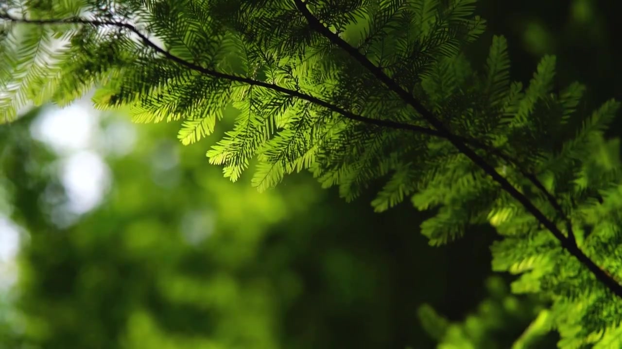 阳光下的水杉绿叶光影视频素材