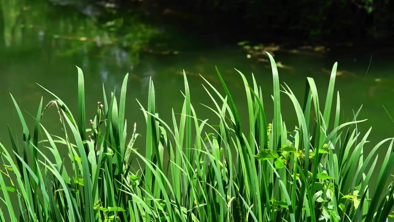 风吹动水边水生植物菖蒲绿叶视频下载