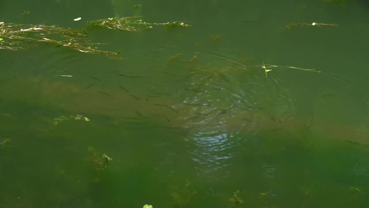 水中游动的鱼群白条餐条餐子视频下载