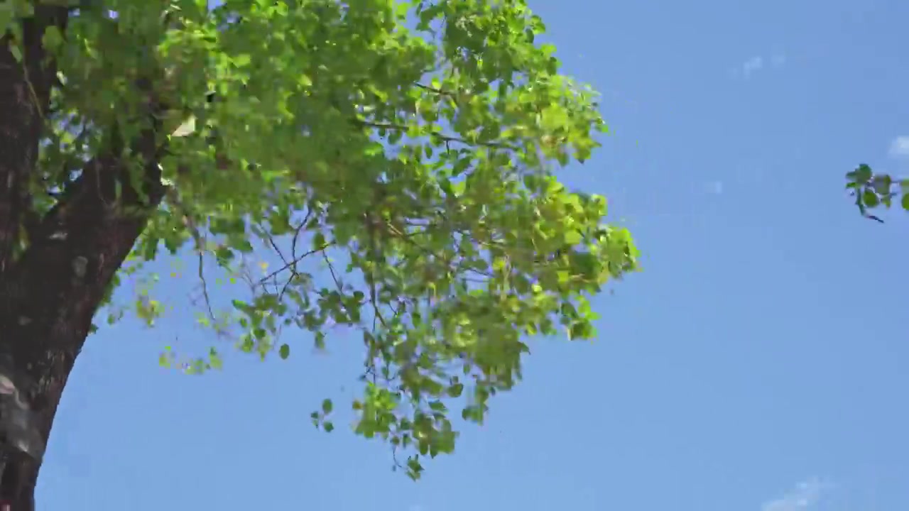 夏天夏季蓝天白云风吹树叶晴天禅意空镜头视频素材