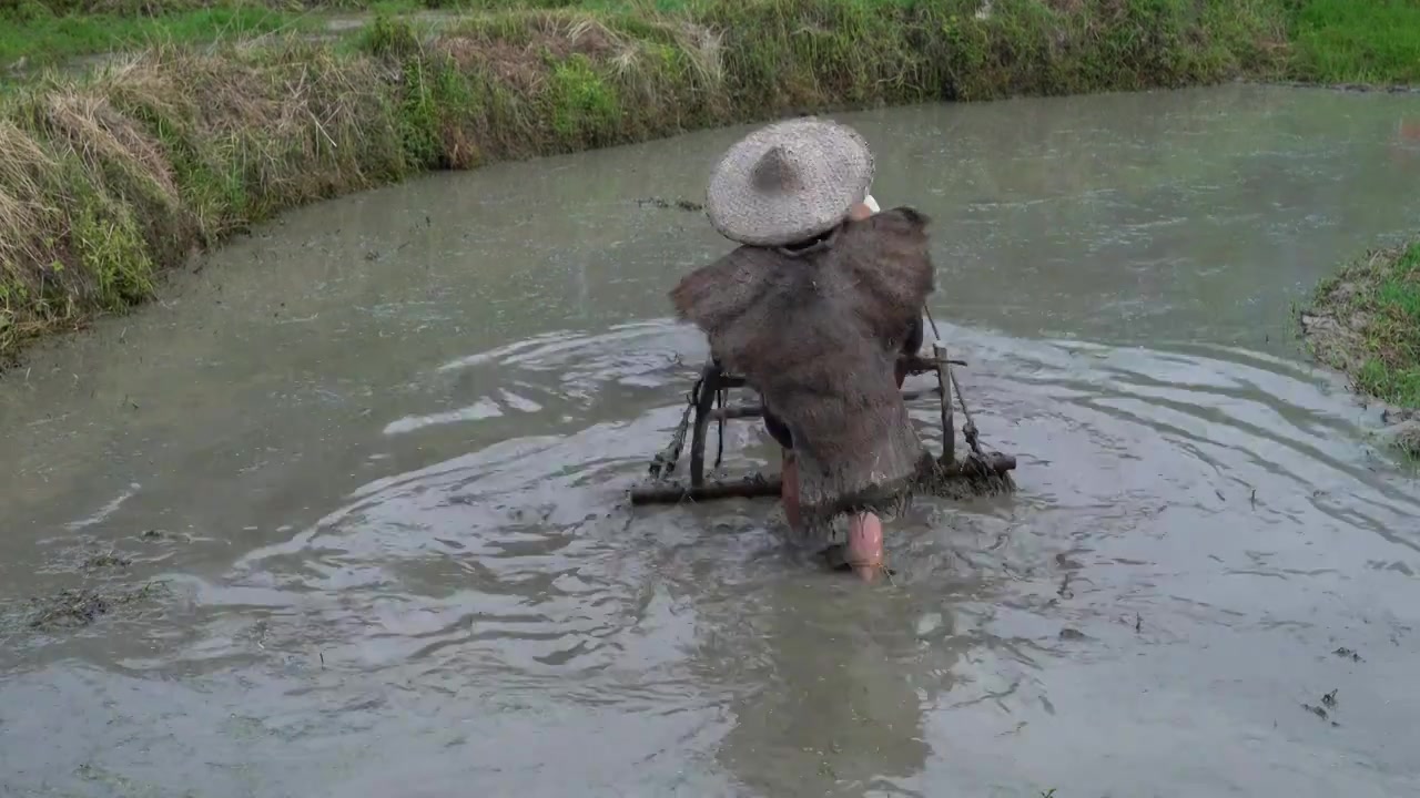 黄牛在水田里耕地传统农耕视频下载