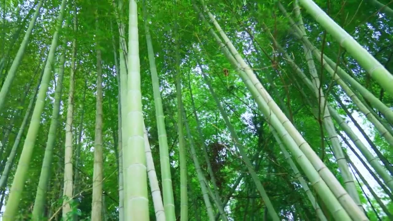 美丽的生态竹海竹林竹子茂林修竹视频素材