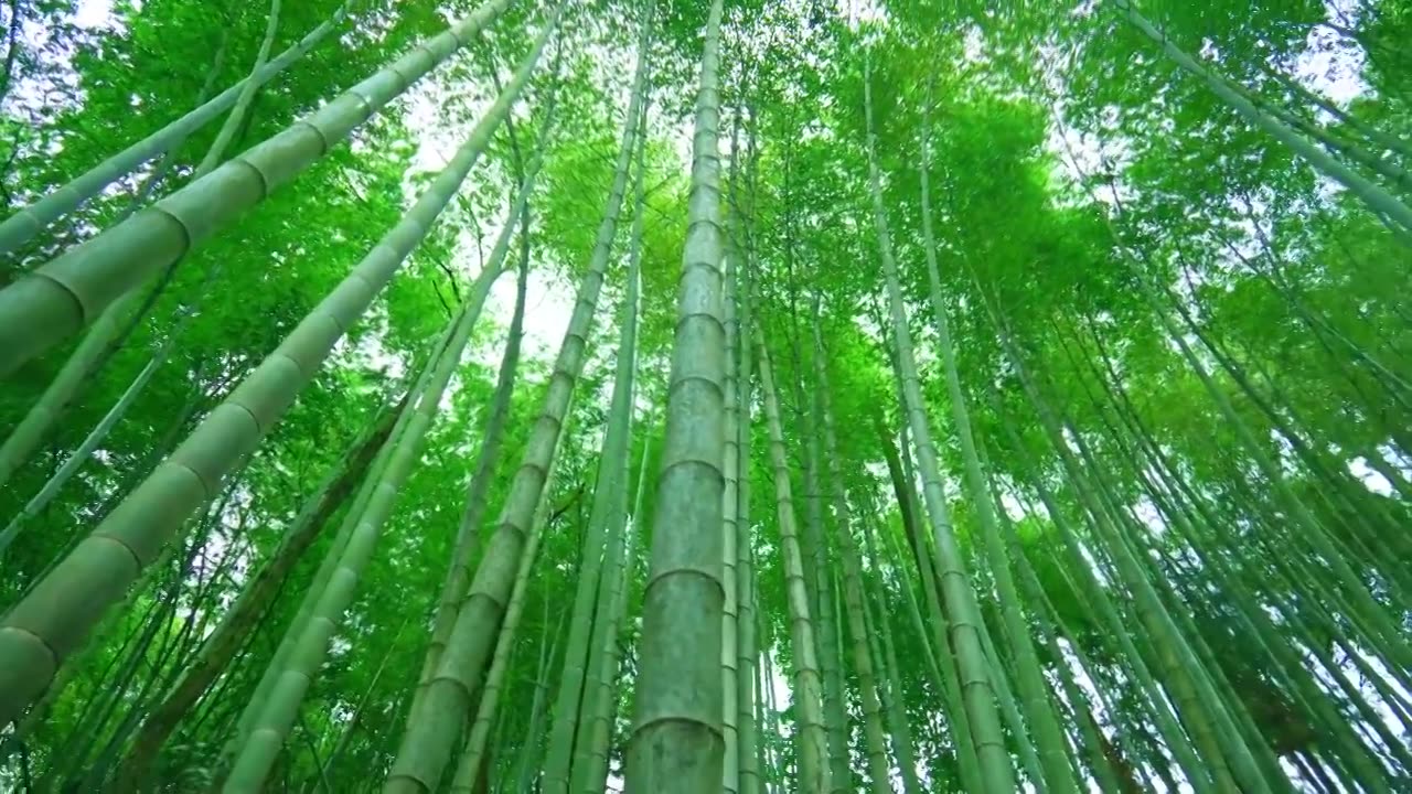 美丽的生态竹海竹林竹子茂林修竹视频素材