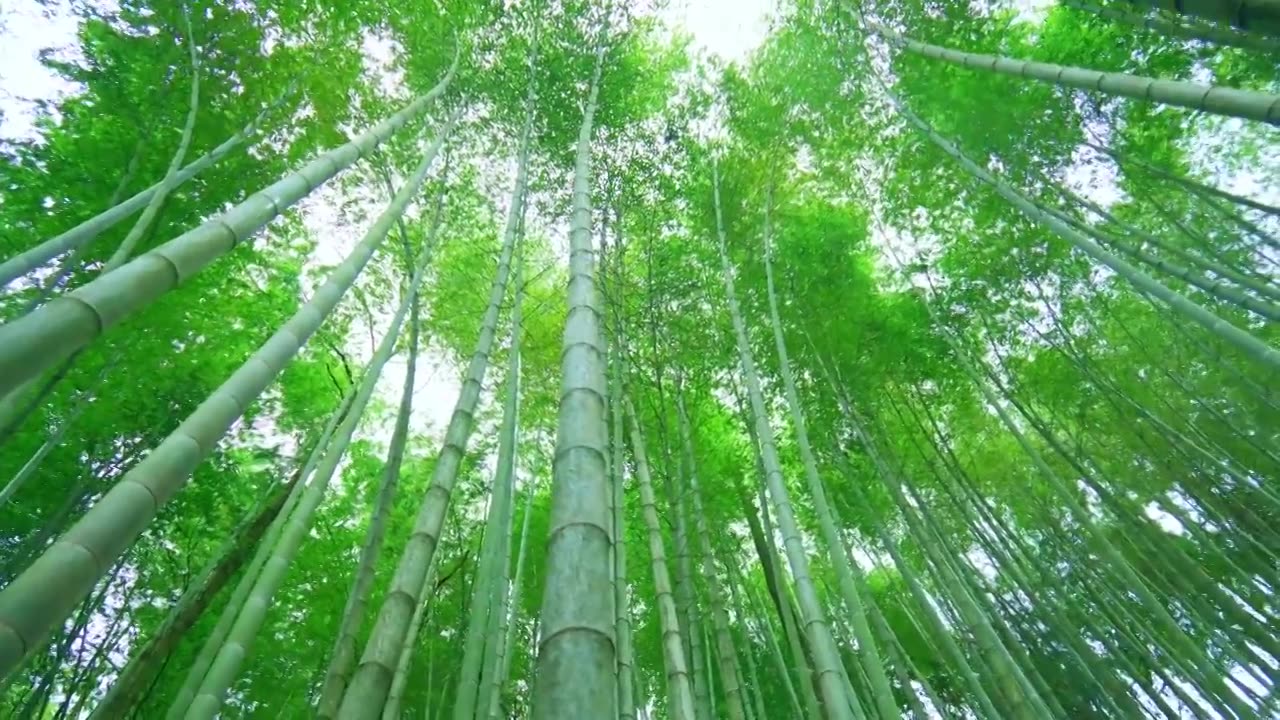 美丽的生态竹海竹林竹子茂林修竹视频素材