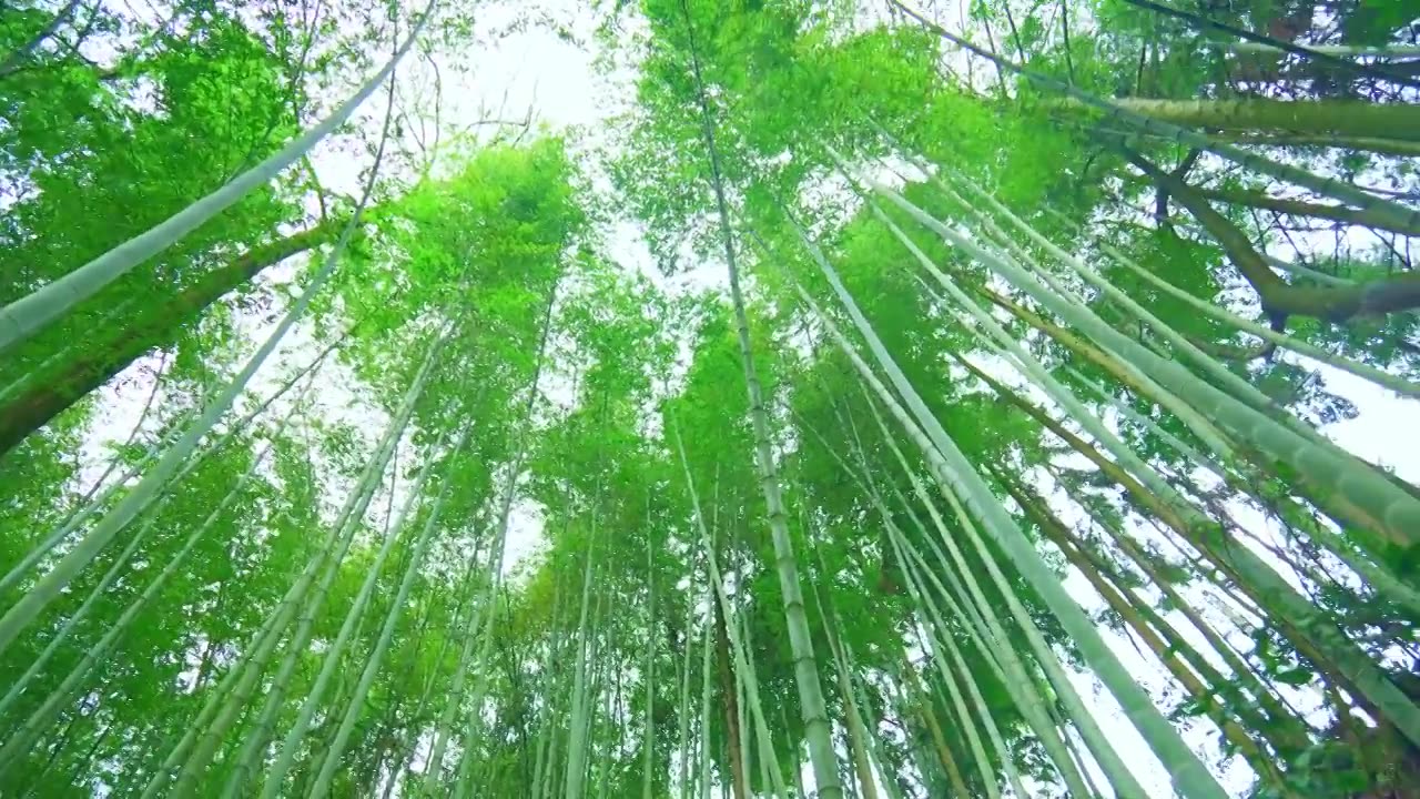 美丽的生态竹海竹林竹子茂林修竹视频素材