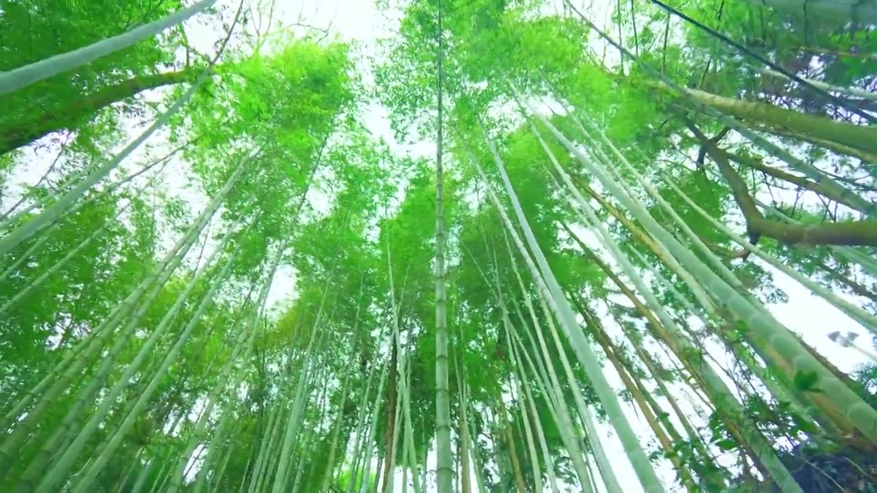 美丽的生态竹海竹林竹子茂林修竹视频素材