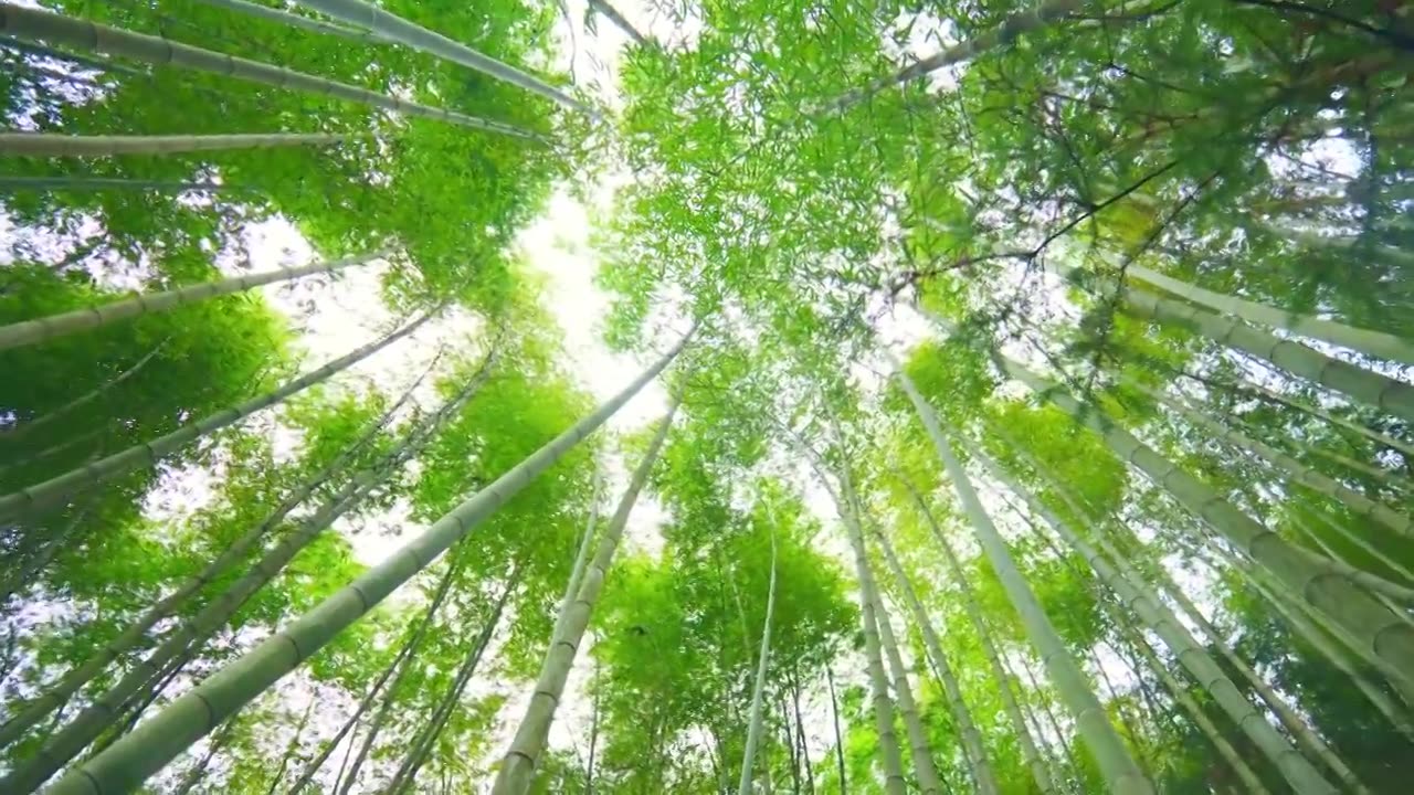 美丽的生态竹海竹林竹子茂林修竹视频素材