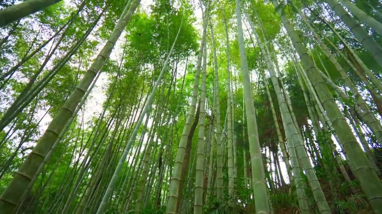 美丽的生态竹海竹林竹子茂林修竹视频素材