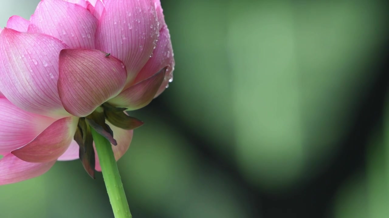 夏日雨中唯美的荷花特写视频素材