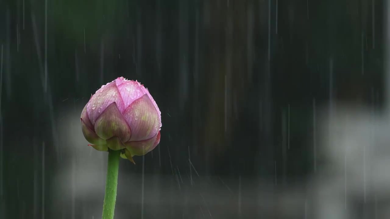 夏日雨中唯美的荷花特写视频素材