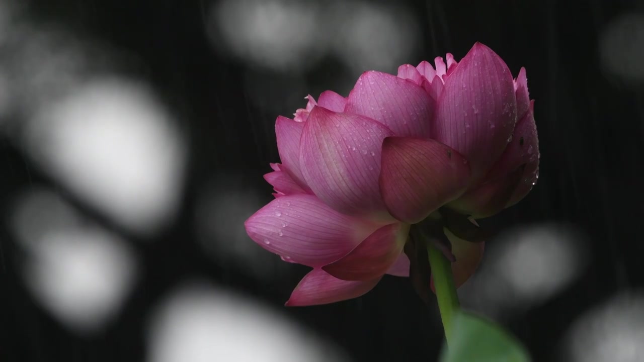 夏日雨中唯美的荷花特写视频素材