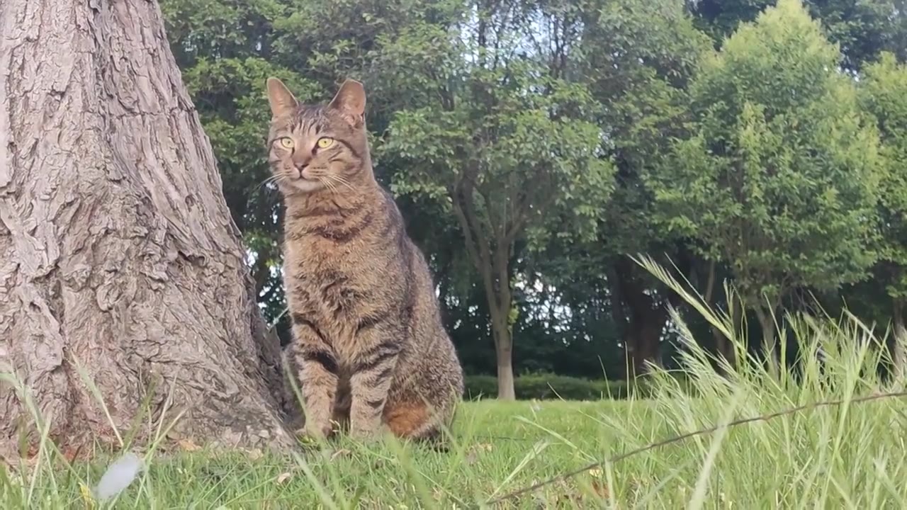 户外草地一直灰色的猫靠在树旁视频素材