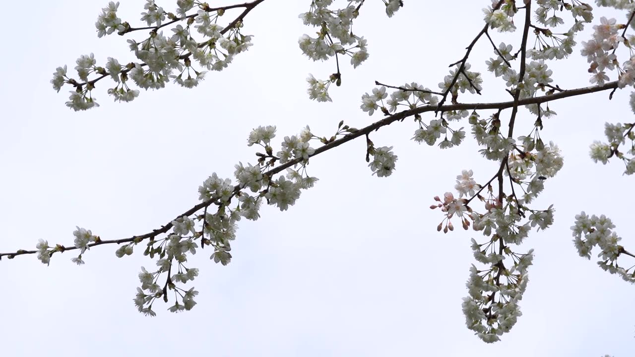 春天蜜蜂樱花树上采蜜视频下载