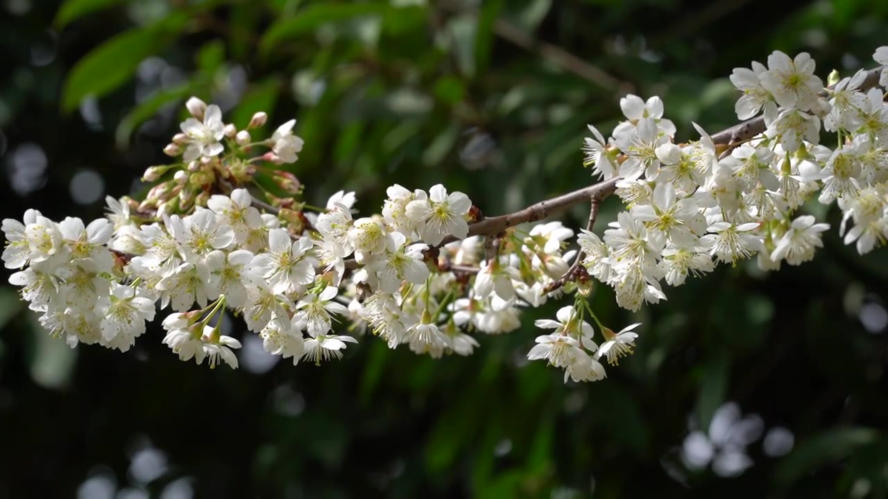 春天蜜蜂樱花树上采蜜视频素材