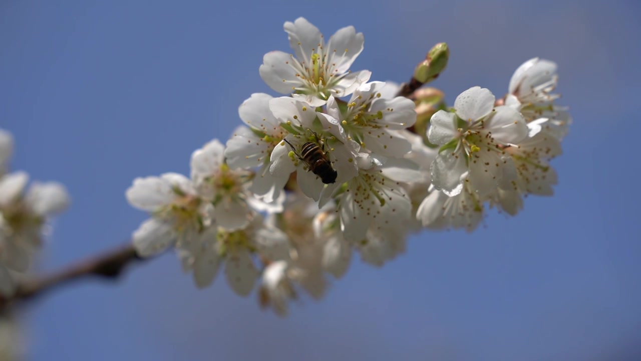 春天蜜蜂樱花树上采蜜视频素材