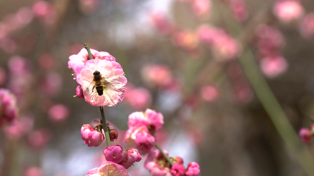 春天蜜蜂樱花树上采蜜视频素材