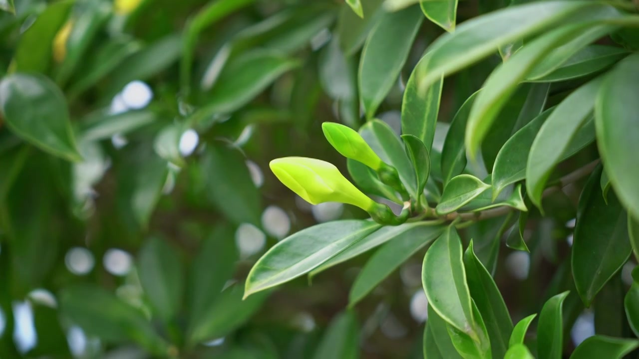 海南菜豆树花苞视频素材