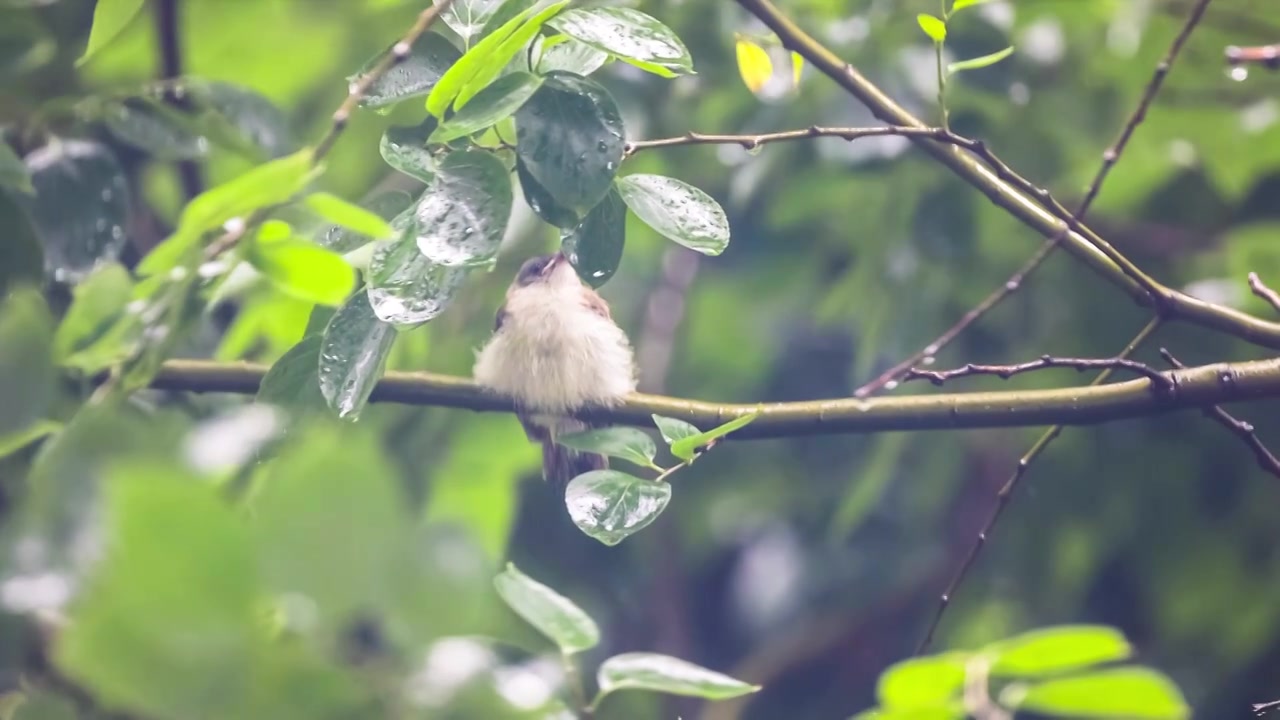 在树上睡觉的小鸟视频素材