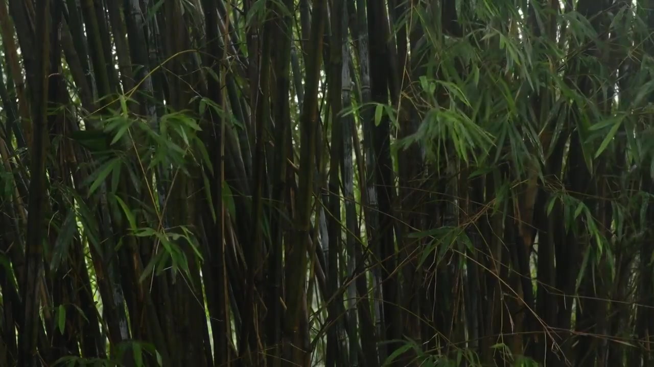 雨天的竹林视频素材