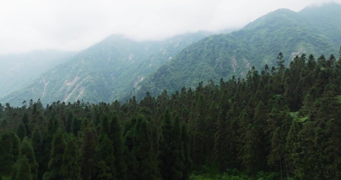 航拍都江堰龙池自然保护区山林风景视频素材