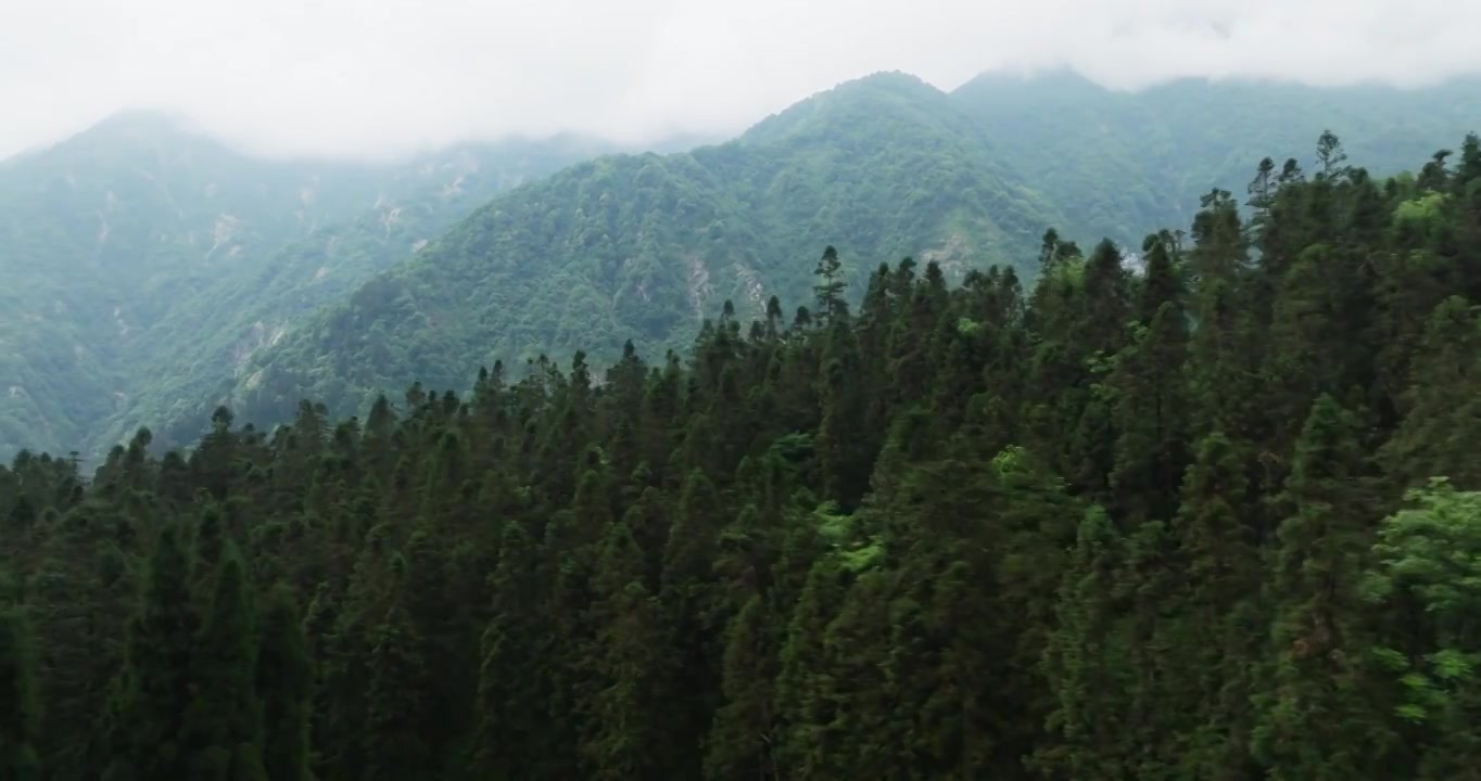 航拍都江堰龙池自然保护区森林大山风景视频素材