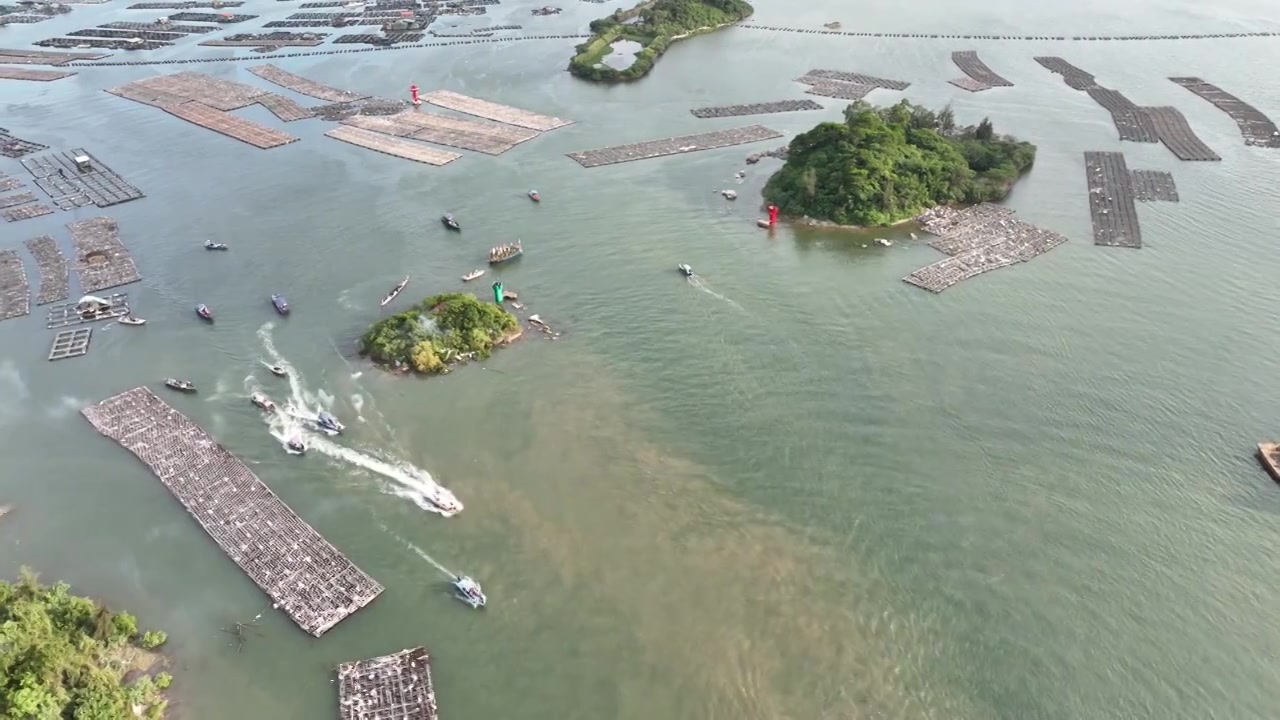 端午节龙门港龙舟赛视频素材