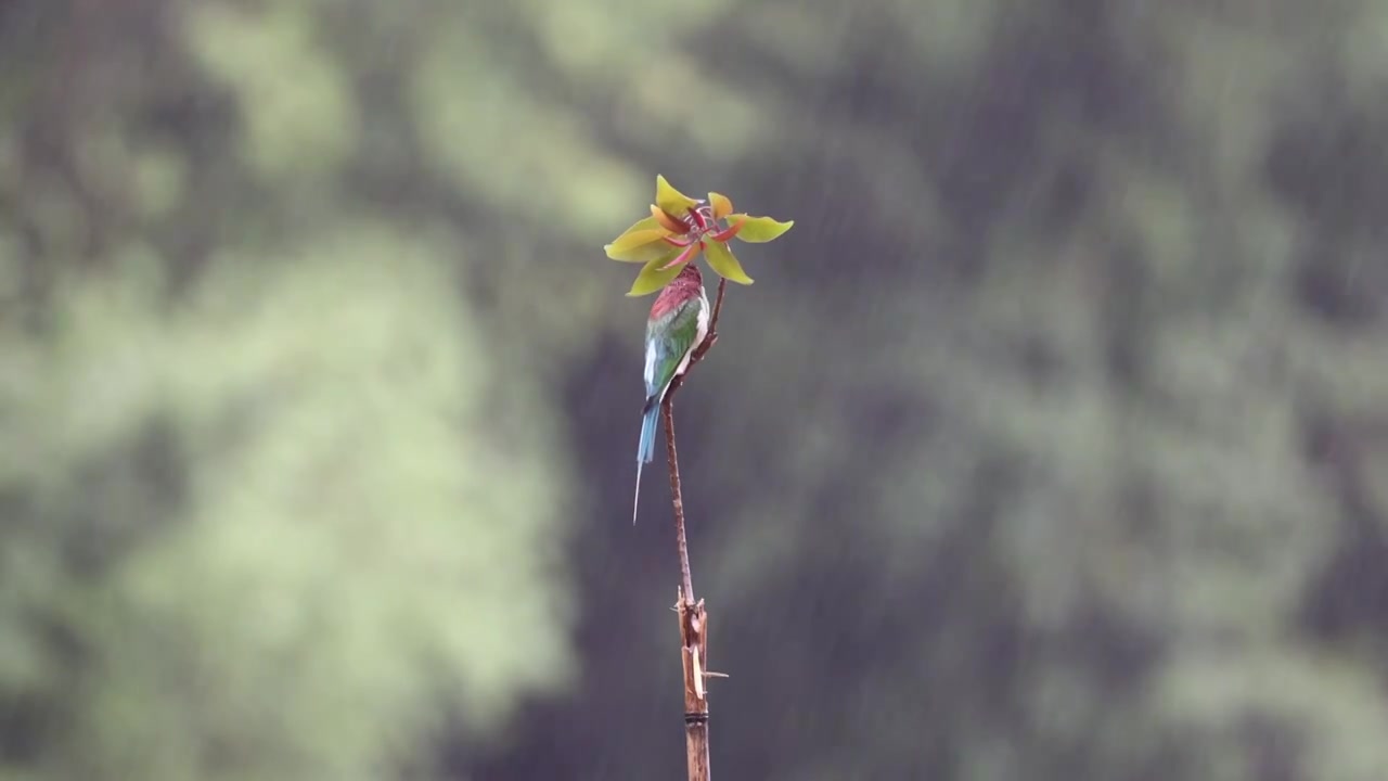 中国最美小鸟—蓝喉蜂虎视频下载