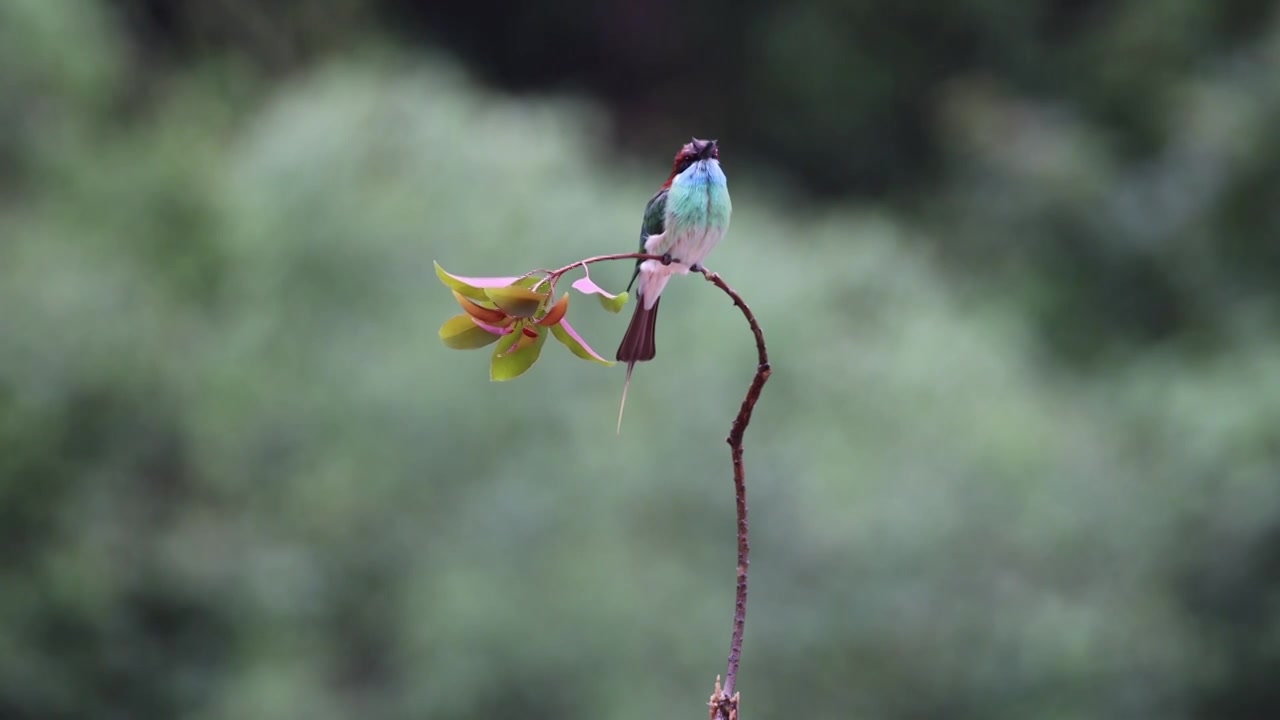 中国最美小鸟—蓝喉蜂虎视频素材