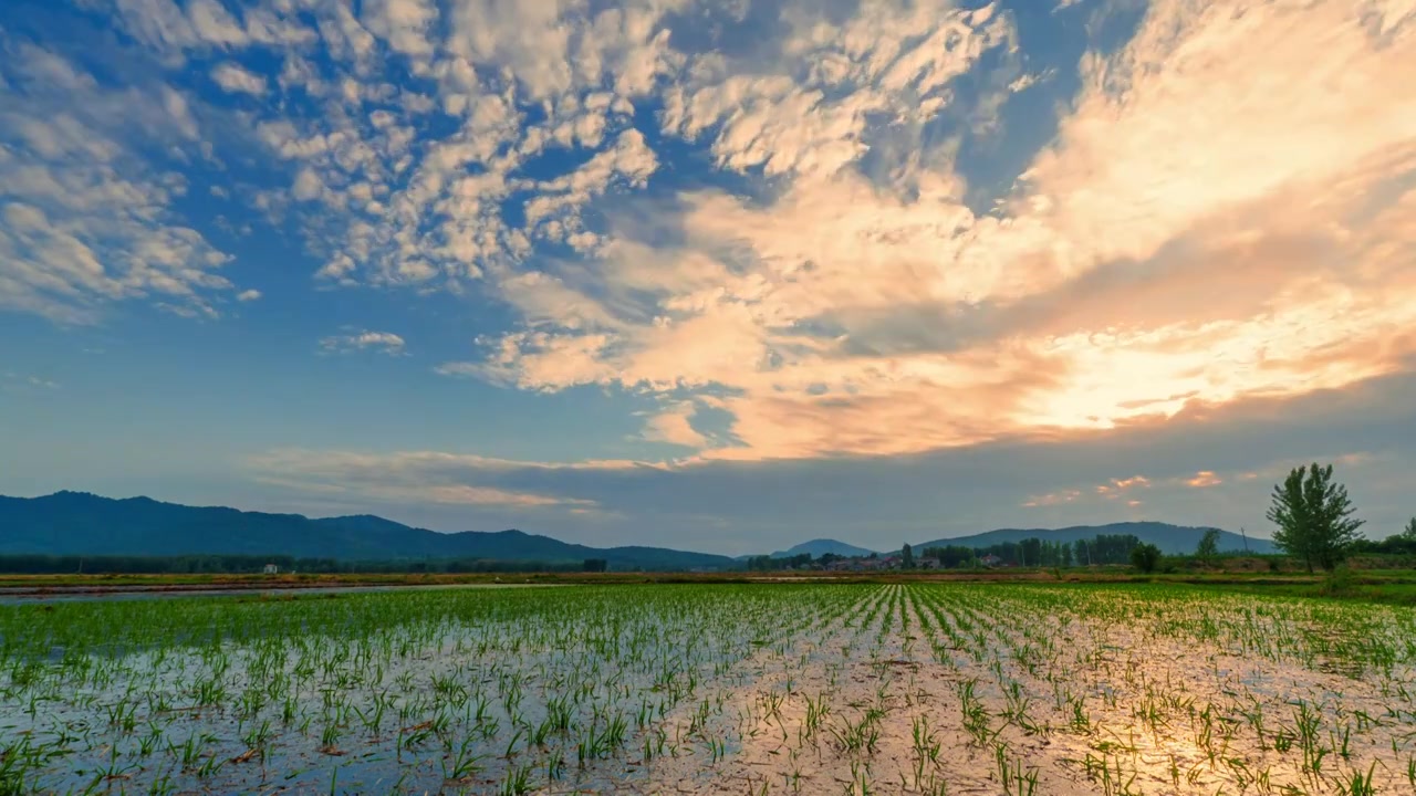 日落时分天空 水稻 稻田 延时视频素材