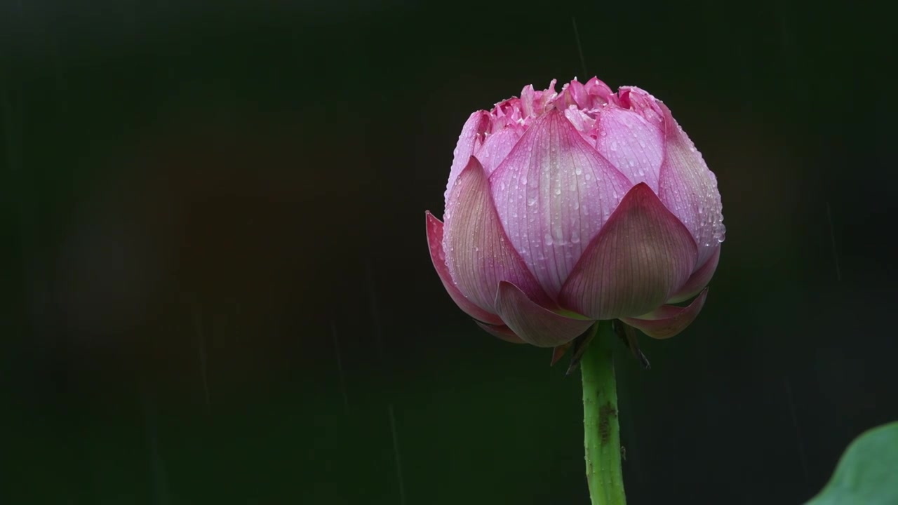 夏日雨天唯美荷花视频素材