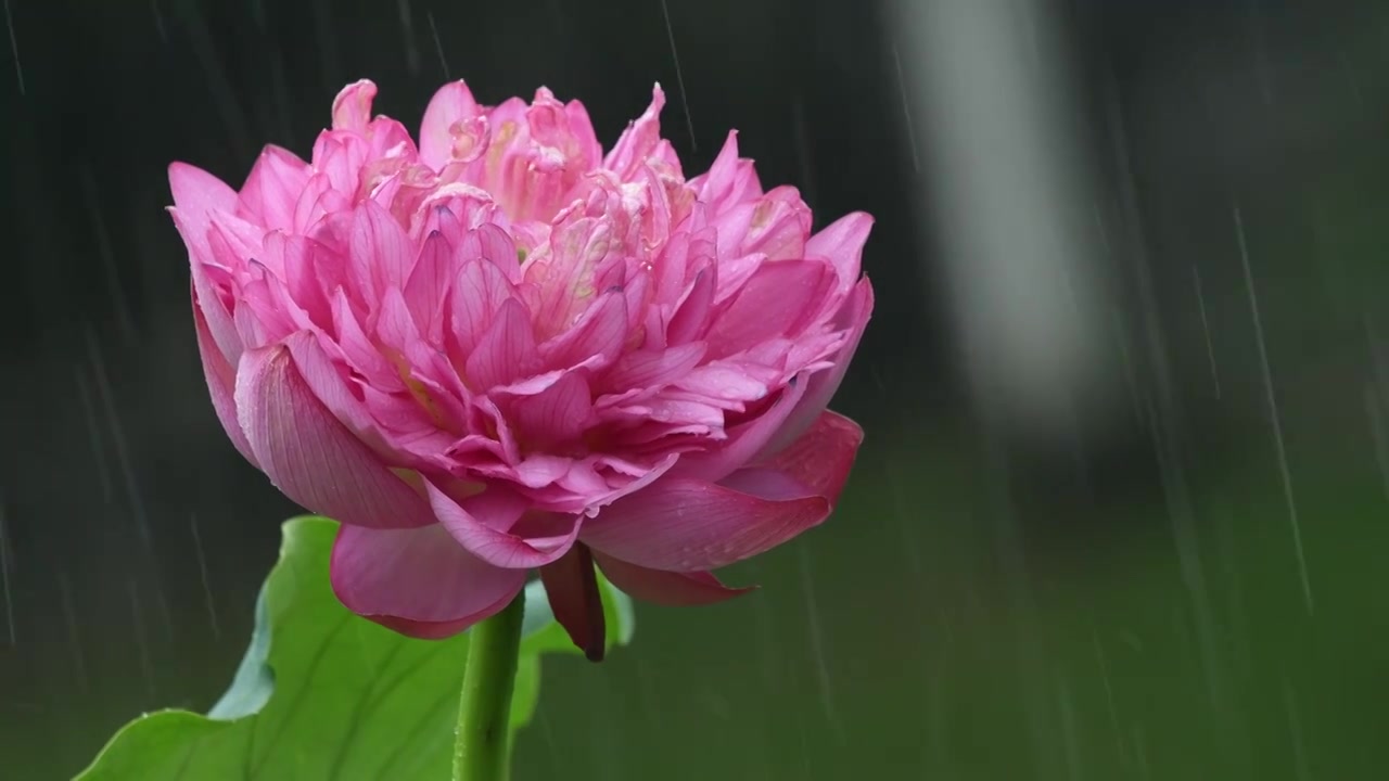 夏日雨天唯美荷花视频素材