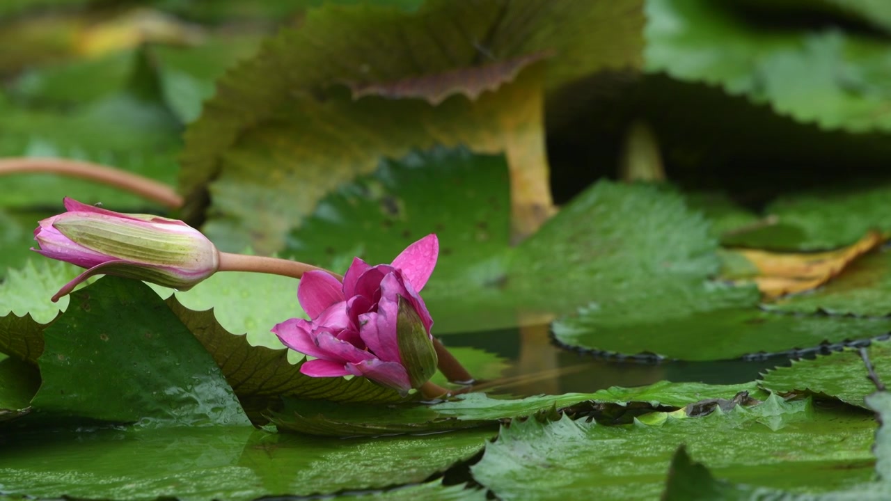 夏日雨天唯美睡莲视频素材