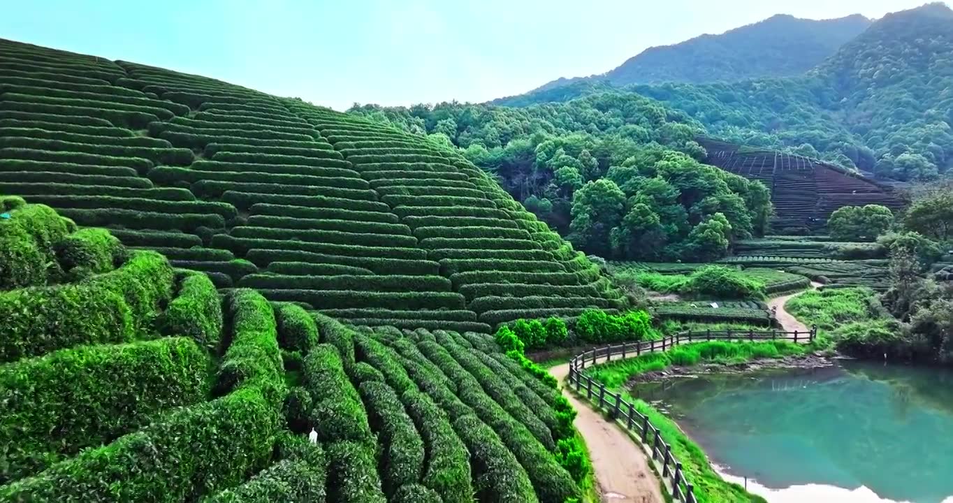 绿色茶山梯田风景视频素材