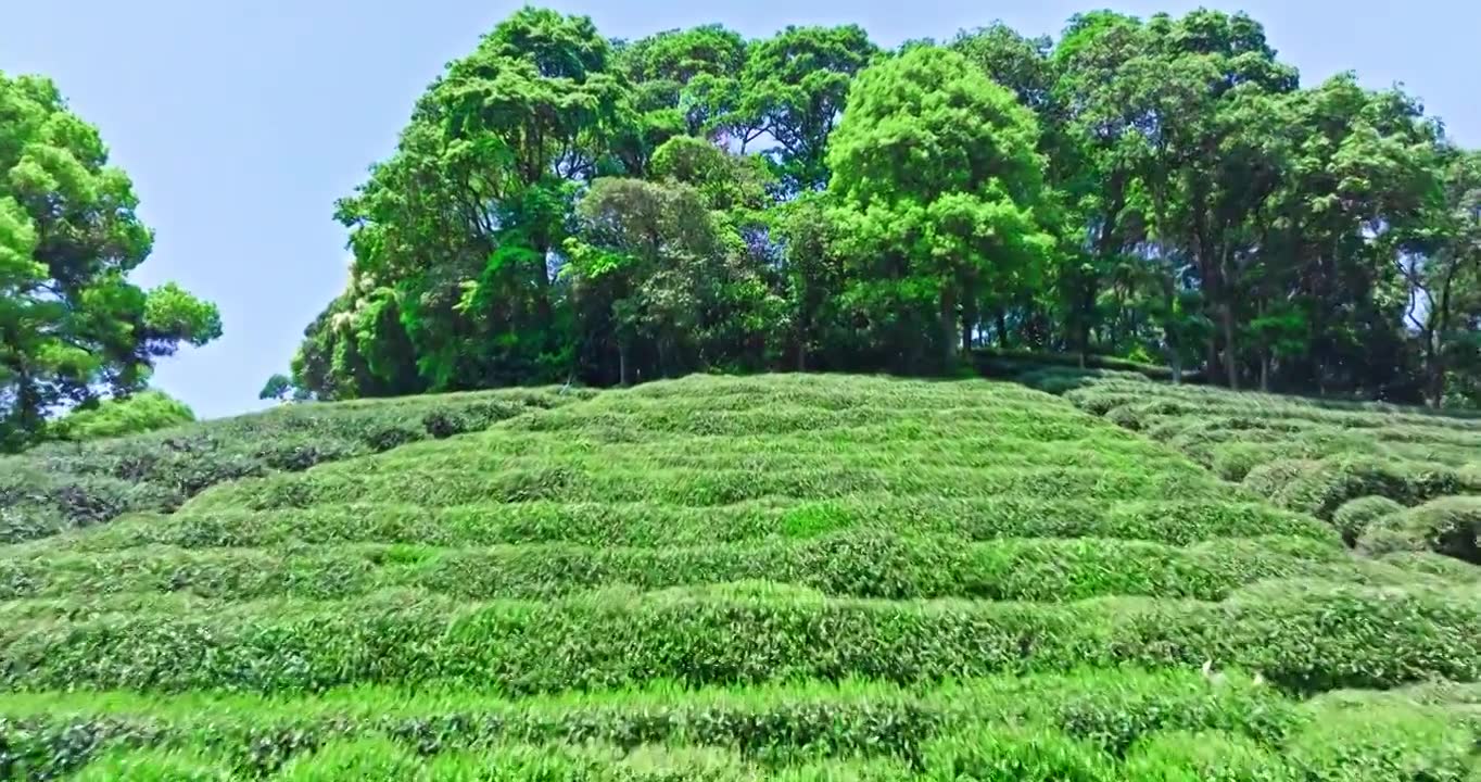 绿色茶园山脉风景视频素材