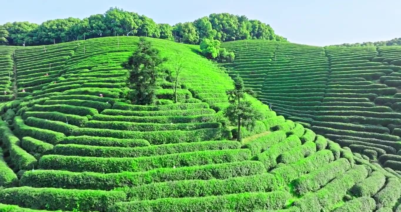 绿色茶园山脉风景视频素材