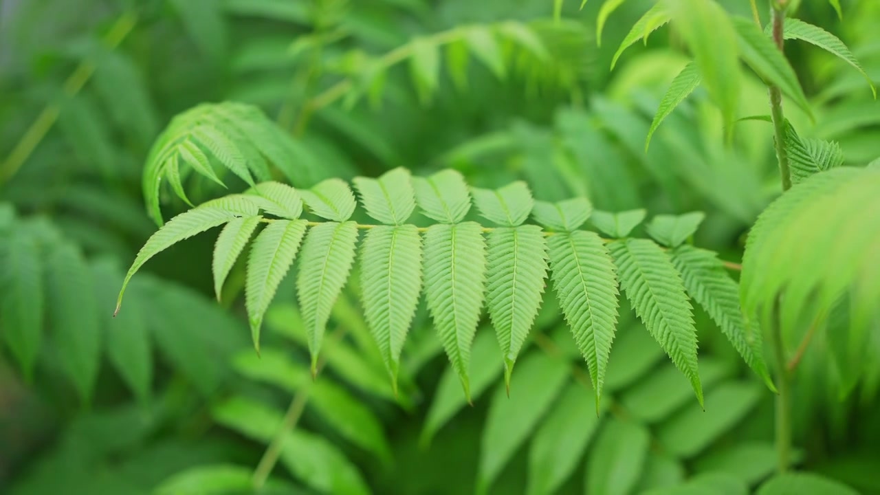 雨中树叶特写视频素材