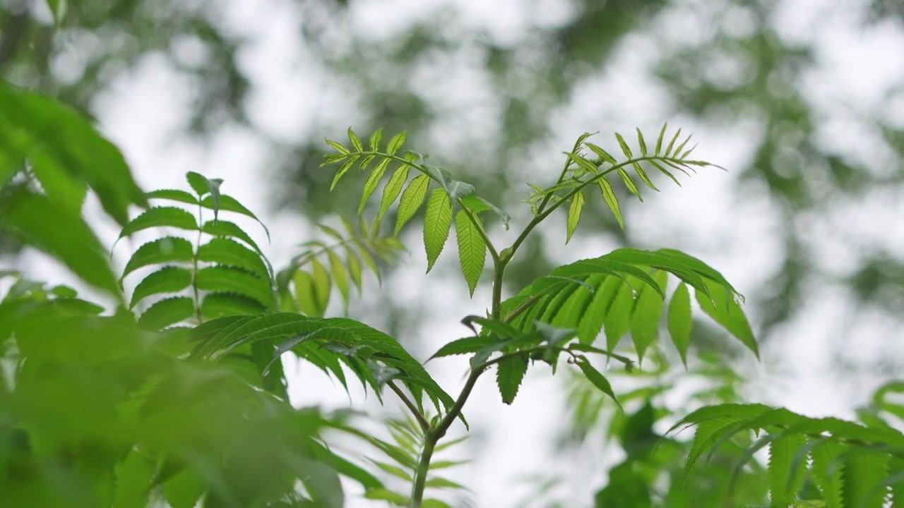 雨中树叶特写视频素材