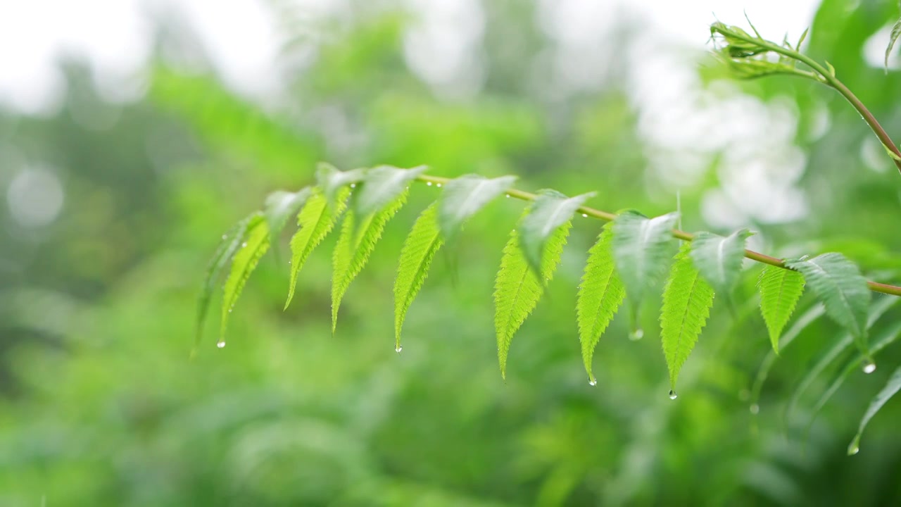 雨中树叶特写视频素材