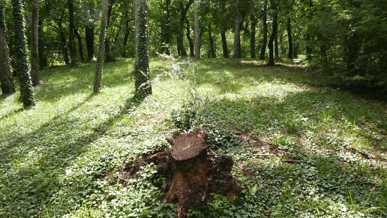 松树林中空地上的4K树干视频素材