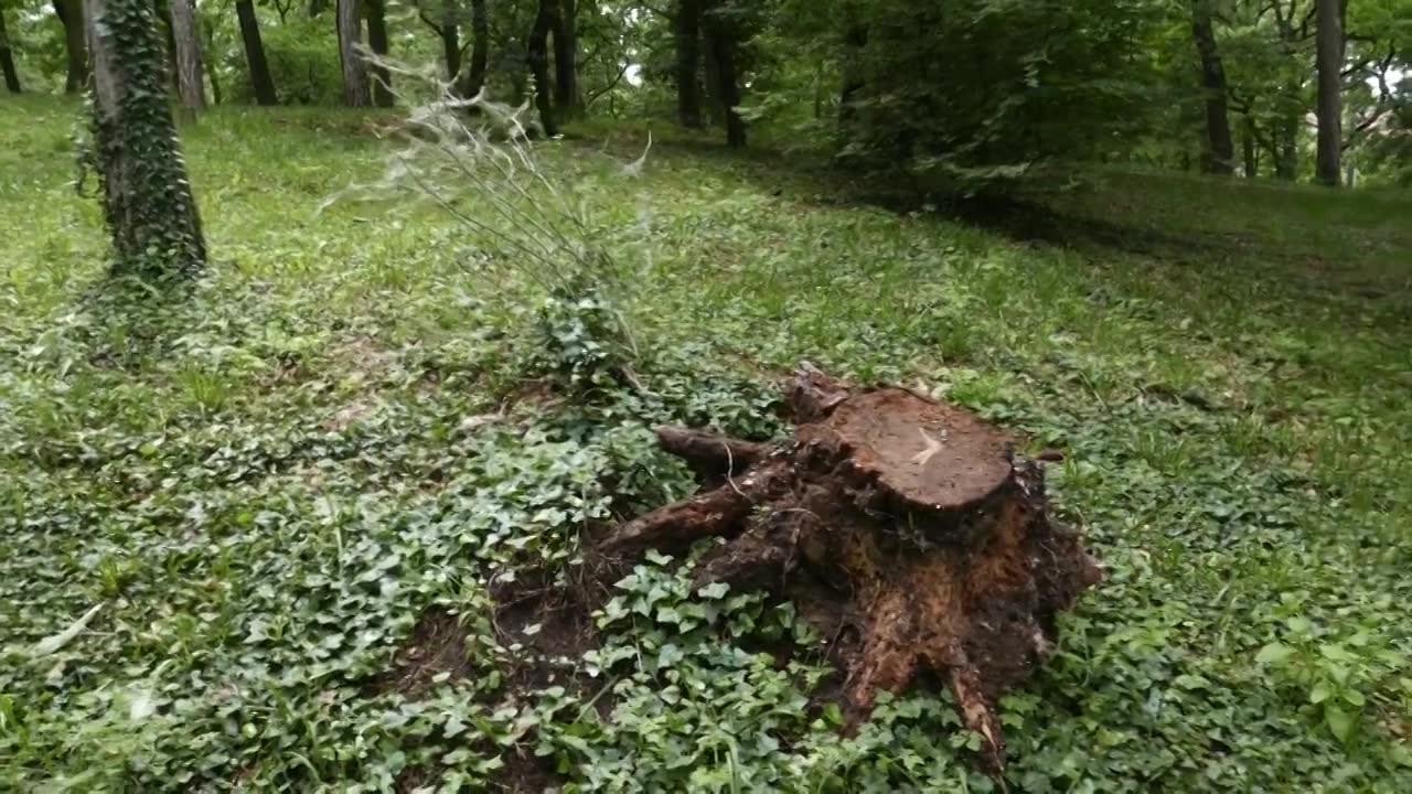 在松树林的小空地上的4K树干3小车视频素材